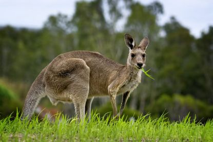 kangaroo