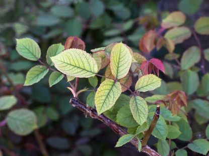 Rose Bush Leaves With Iron Deficiency