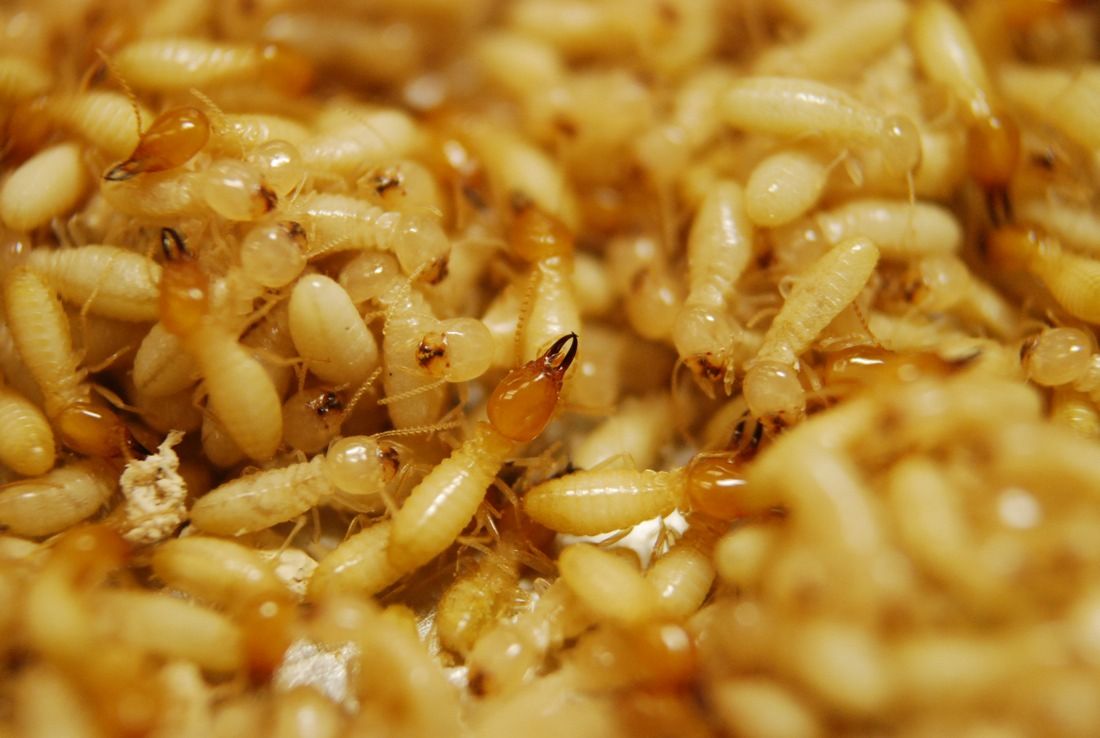 The Formosan subterranean termite (&lt;em&gt;Coptotermes formosanus&lt;/em&gt;), which is responsible for most of the economic damage termites inflict.