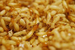 The Formosan subterranean termite (<em>Coptotermes formosanus</em>), which is responsible for most of the economic damage termites inflict.
