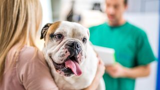 Woman holding dog in clinic, veterinarian standing in background