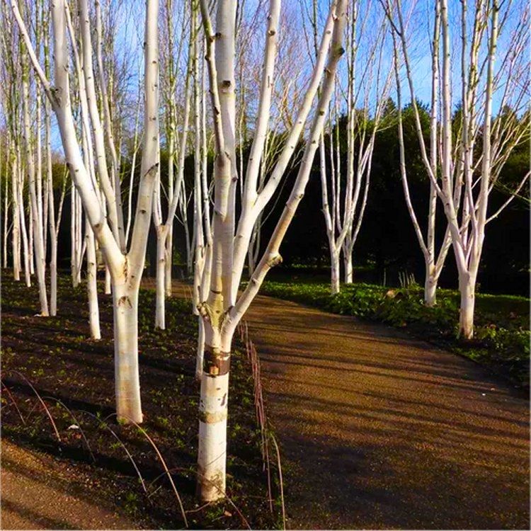 Betula Utilis 'snow Queen' - Himalayan Birch - 250-300cm Tall