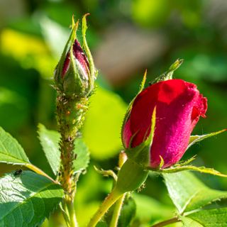 aphids on a red rose - Igor Klyakhin - GettyImages-1154671275