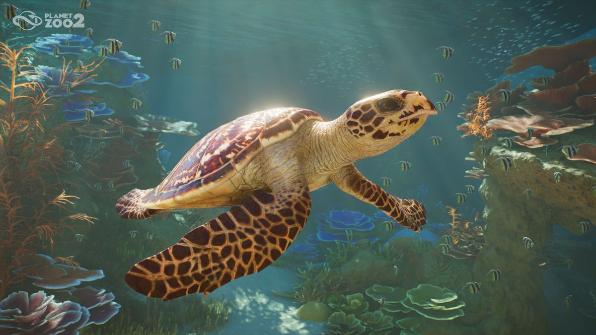 A turtle swimming in Planet Zoo 2's new aquariums
