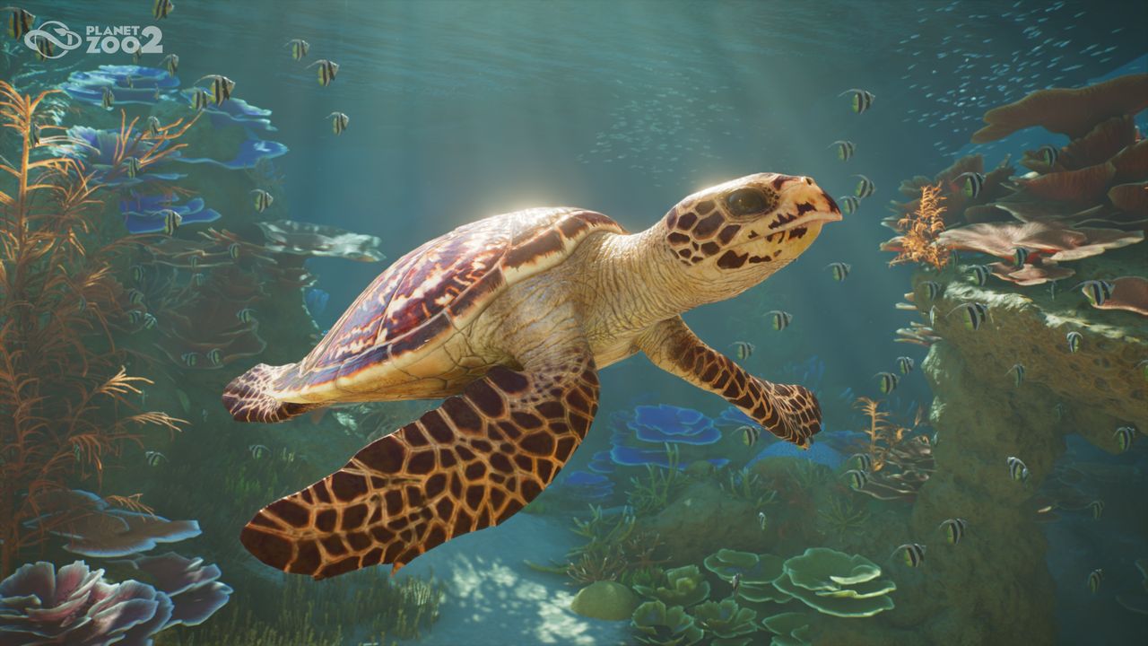 A turtle swimming in Planet Zoo 2's new aquariums