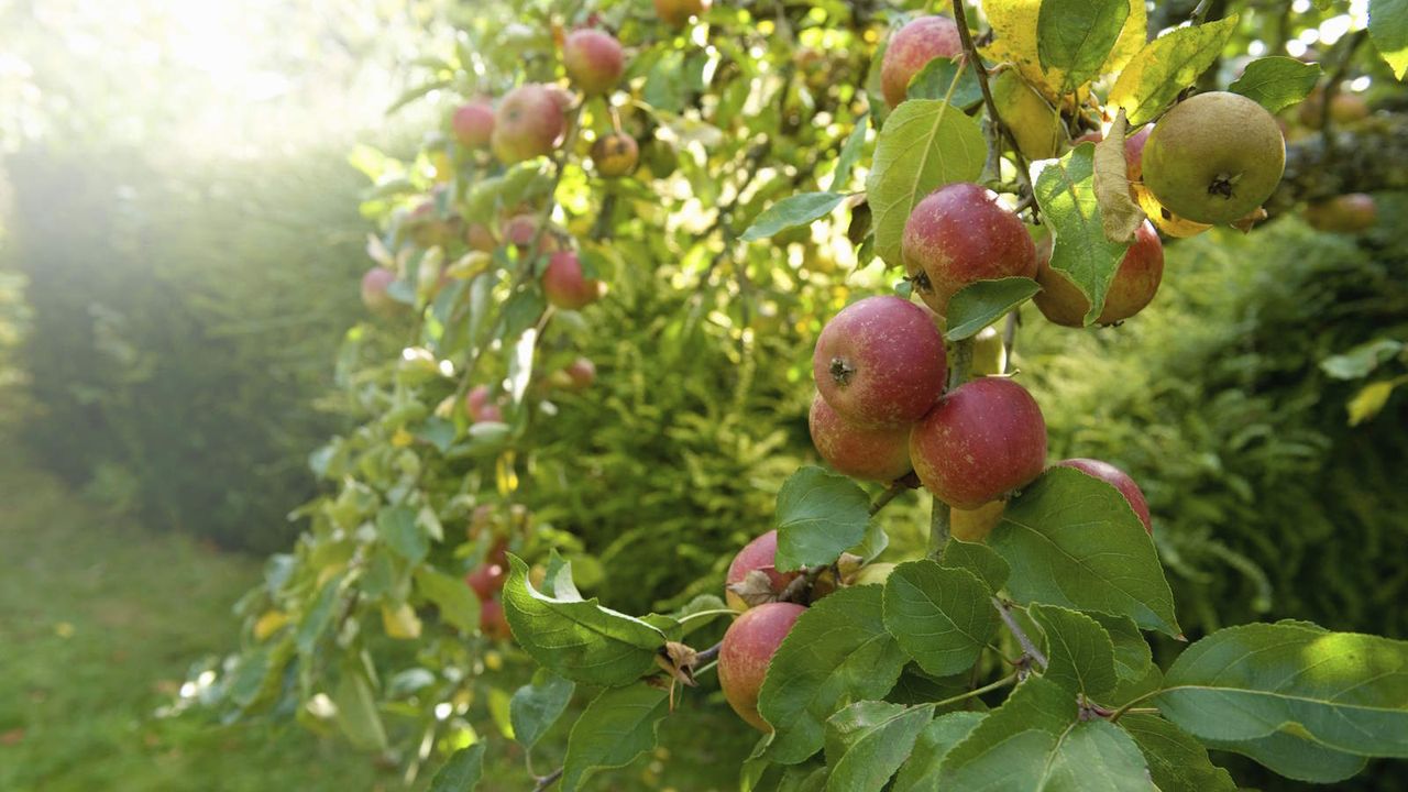 Apple trees full of fruit in a backyard