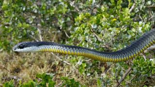 The boomslang (Dispholidus typus) is now restricted to sub-Saharan savannas.