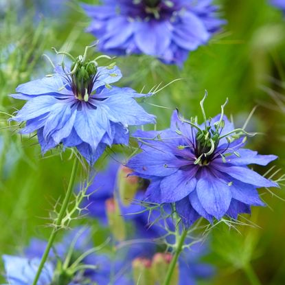 Blue Nigella love in a mist flowers