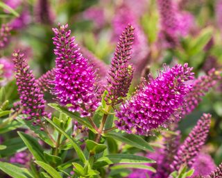 New Zealand hebe with pink flowers