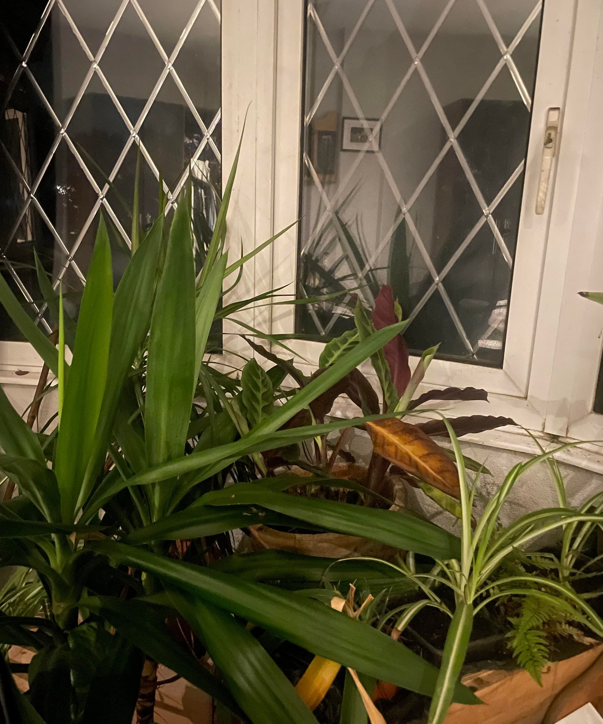 A window with numerous plants in front of it