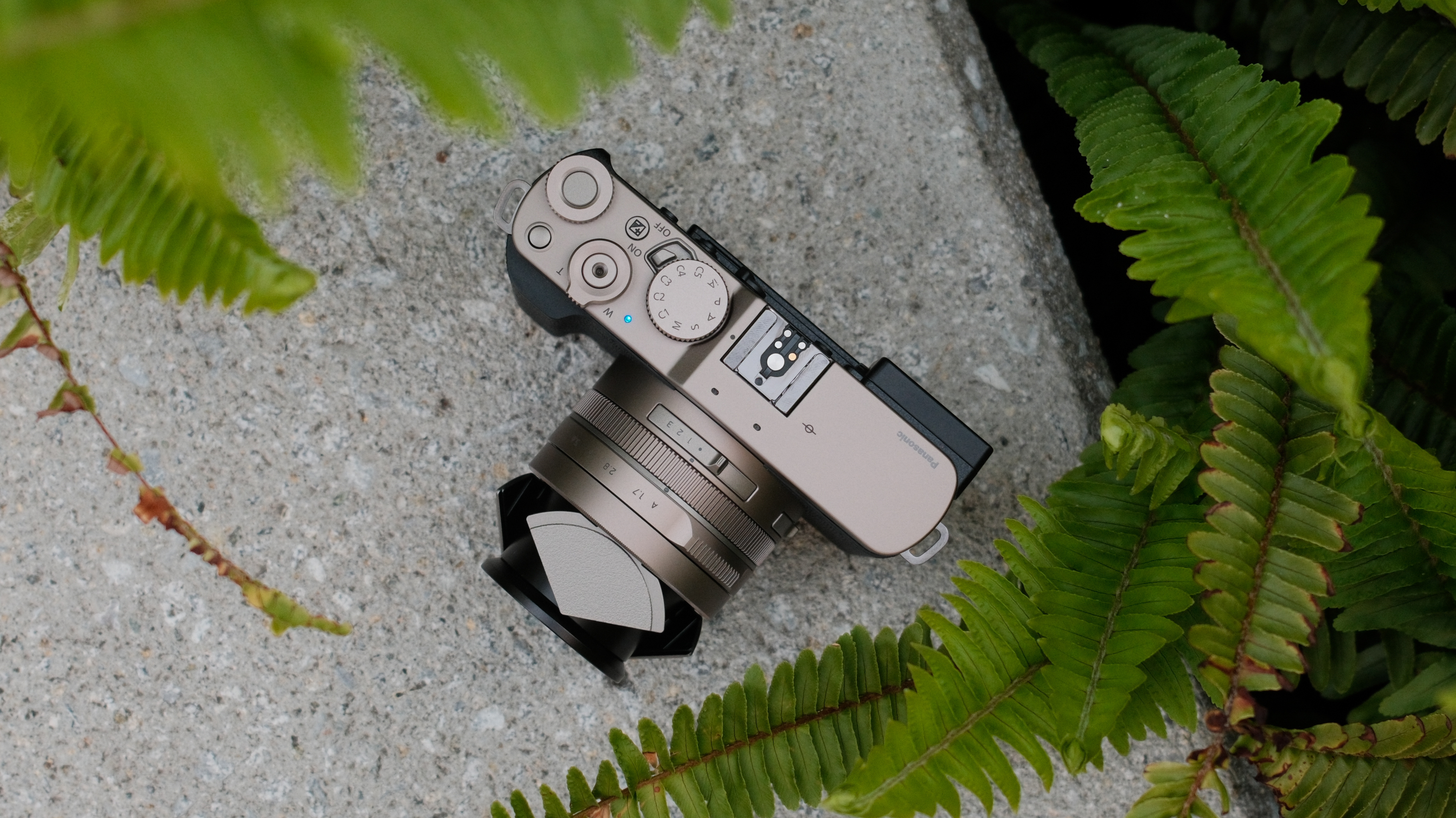 Panasonic Lumix L10 camera photographed from above among green plants.