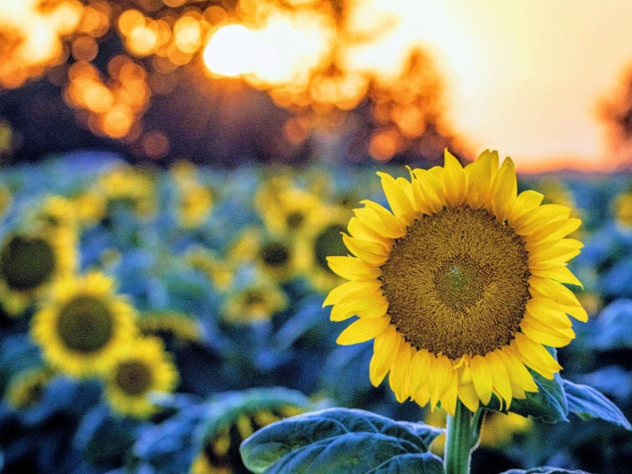 A Field Of Self-Seeding Garden Plants