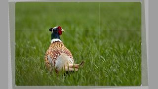 Photo of a pheasant with a cropping grid over it