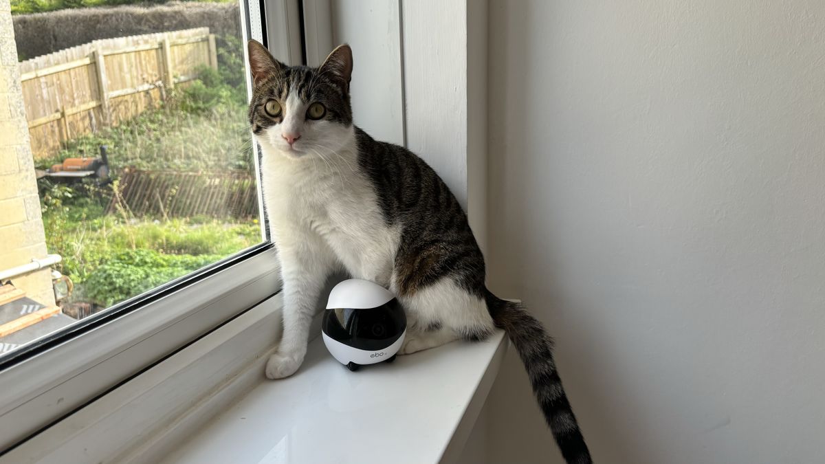 Enabot Ebo SE pet robot review: the catsitter I didn’t know I needed ...