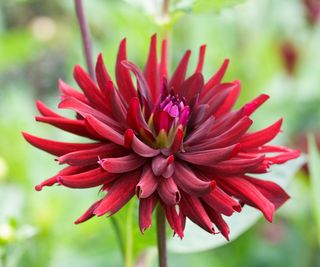 cactus dahlia chat noir in bloom