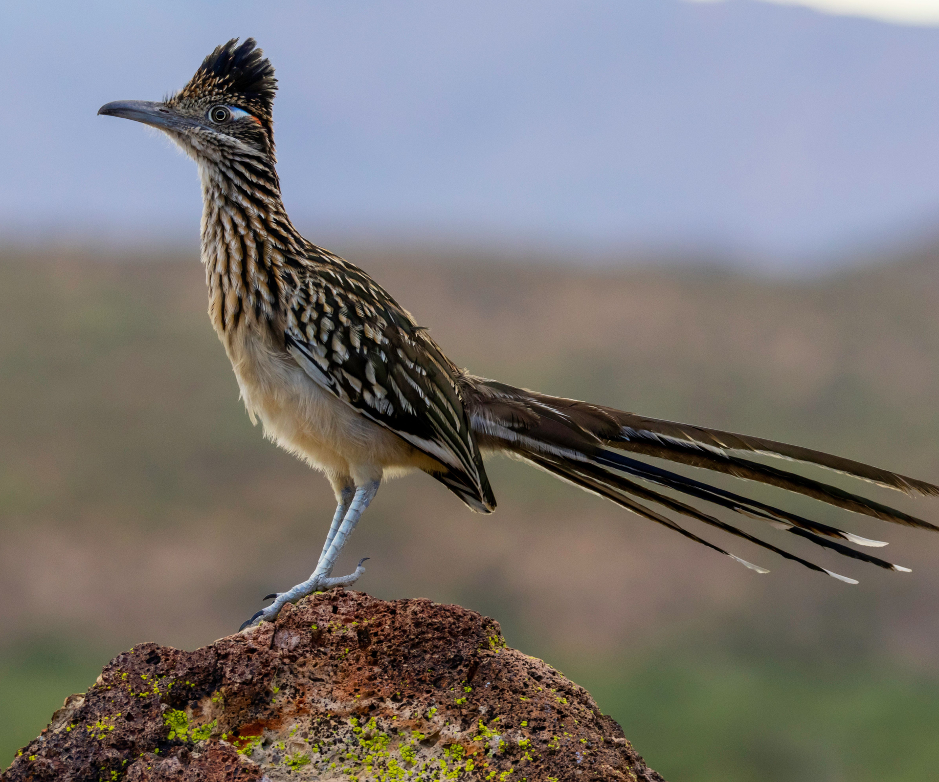 The state birds of the USA