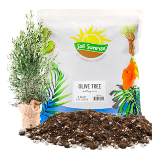 A packet of olive tree potting mix