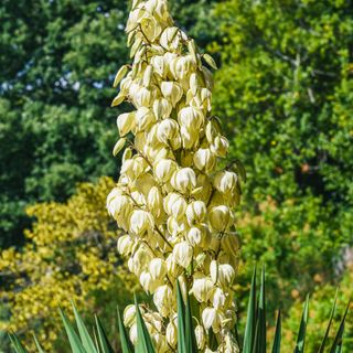 Cream white flowers of a yucca plant in garden