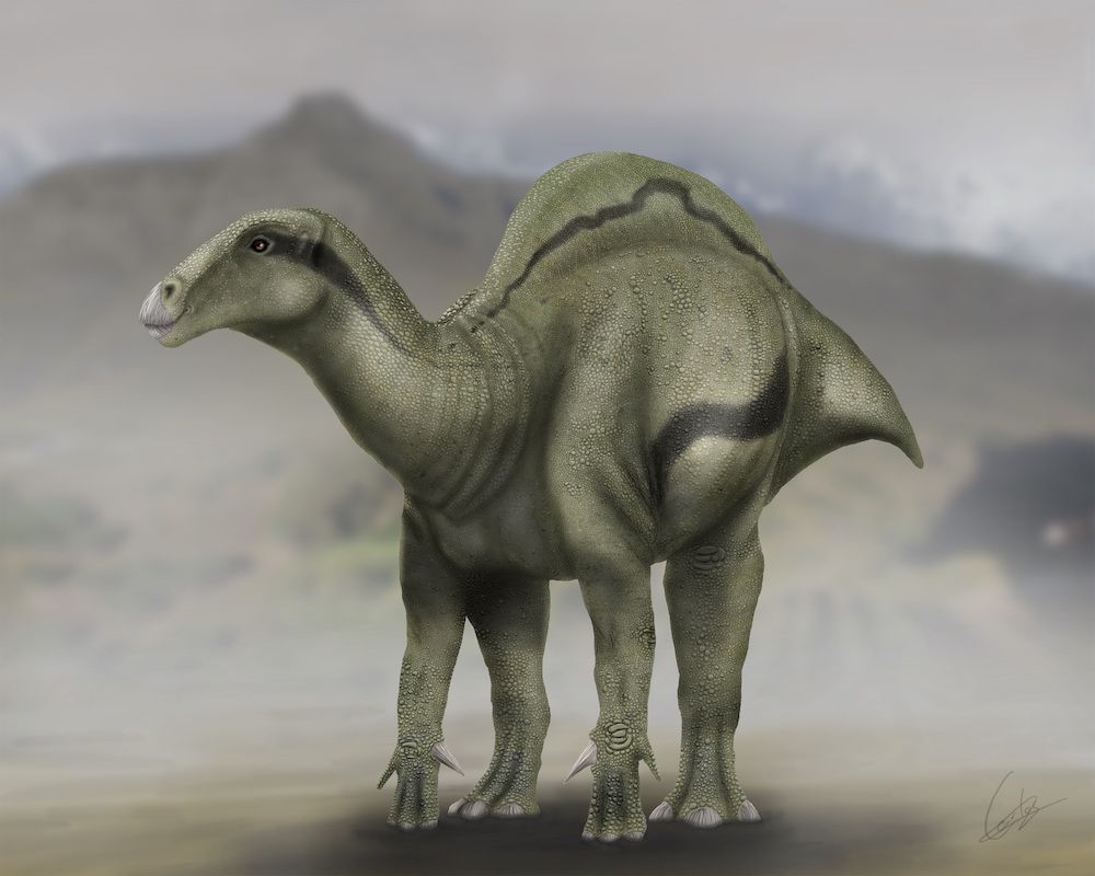 sail-backed dinosaur 