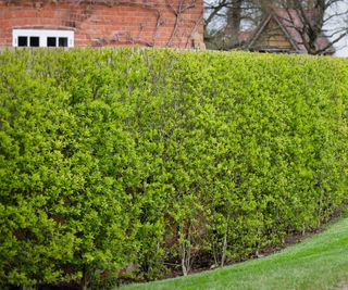 A privet hedge outside a brick house