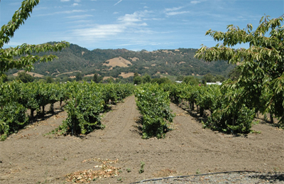 russian river valley