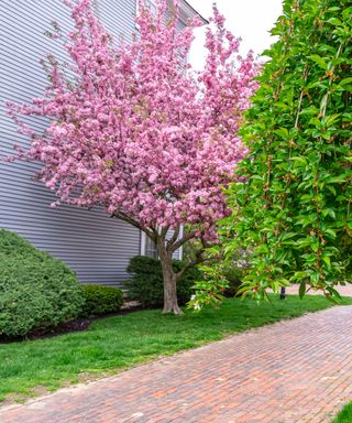 Judas tree in flower next to a house