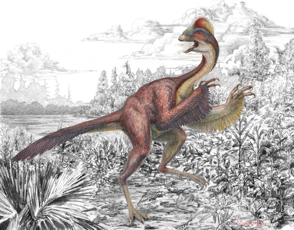 new dinosaur with feathers