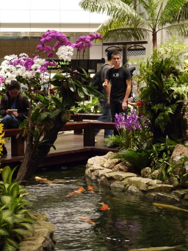 Koi ponds in the Singapore airport