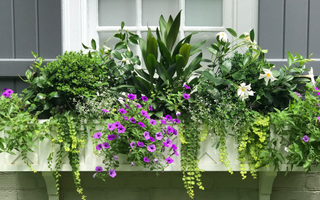 Window box using evergreen plants and flowers