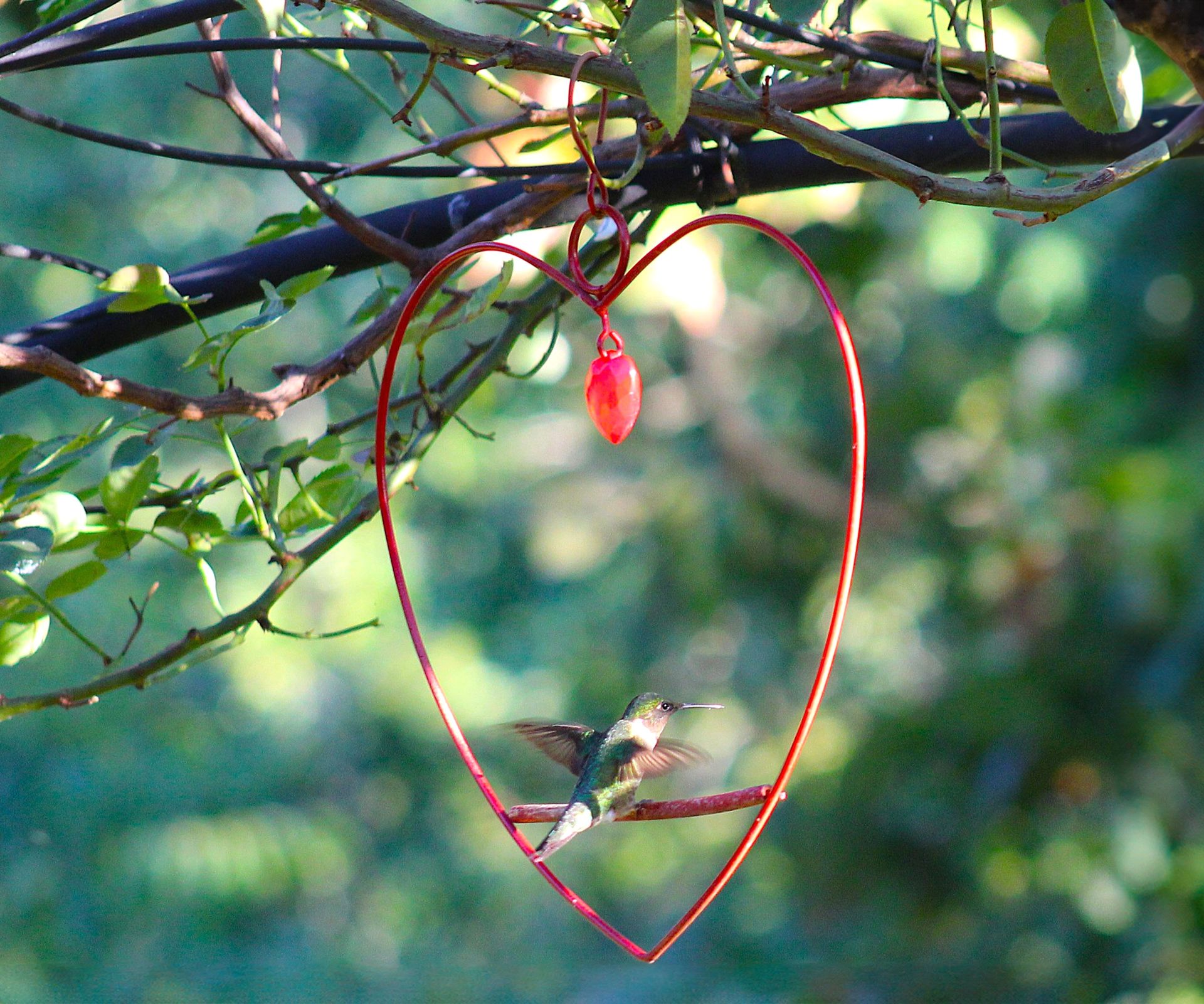 hummingbird sitting on hummingbird swing