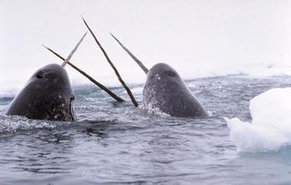 Narwhals displaying their tusks at the surface.