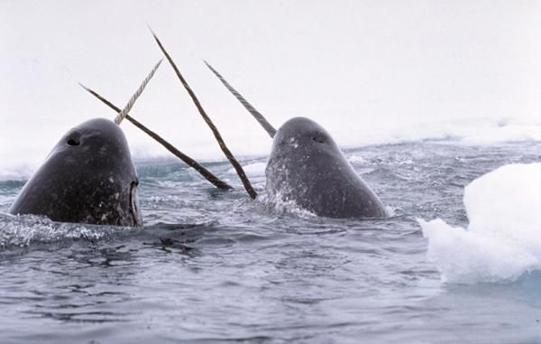 narwhals-tusks-ice-110607