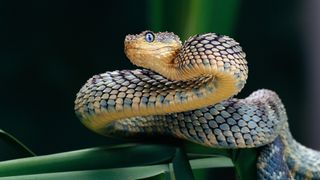 Rough-scaled bush viper