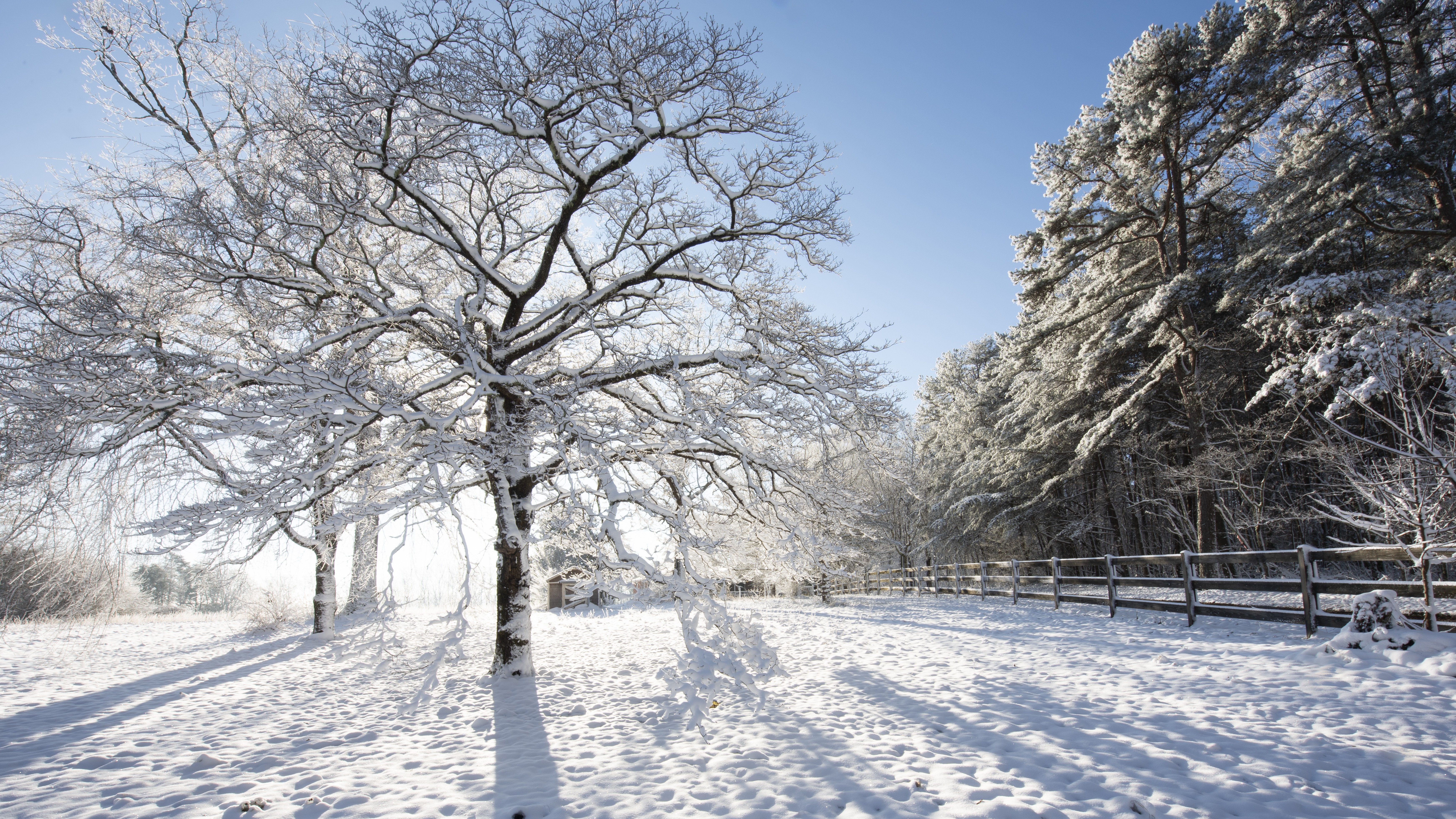 A photo of the sun shining behind a snow-covered tree in winter. 
