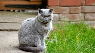 British Shorthair cat