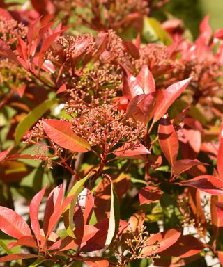 photinia 'Red Robin' shrub