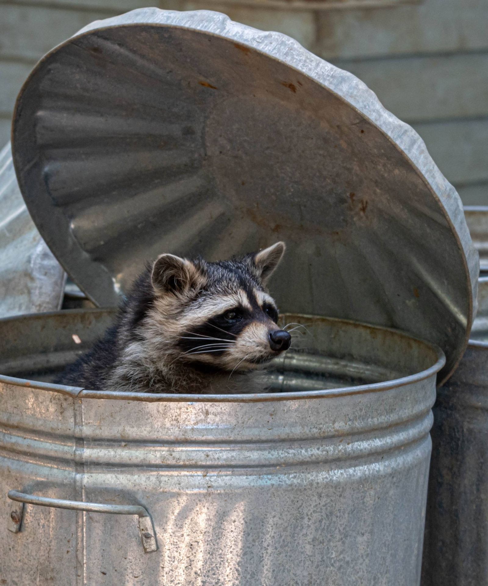Suburb Racoons What Do Raccoons Eat? (And How Not to Feed Them by Accident ...