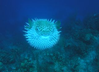 Pufferfish