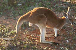 red kangaroo at Fowlers Gap