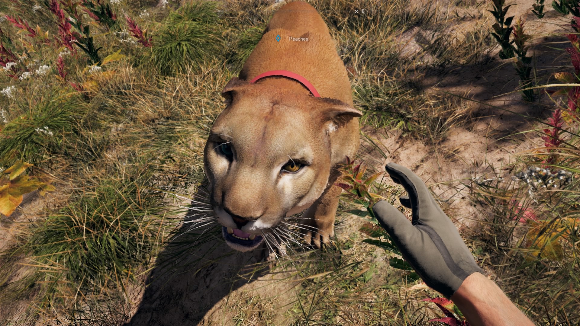 far cry 5 puma