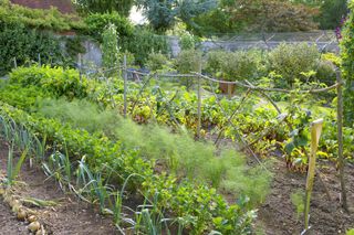 Vegetables planted in a kitchen garden