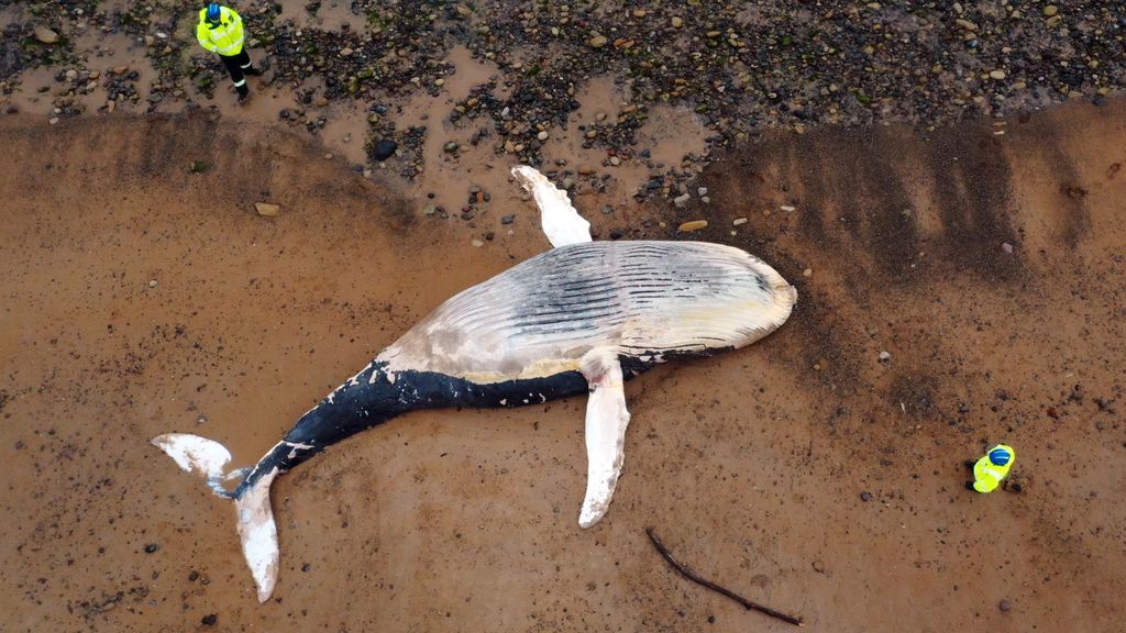 Dead Juvenile Humpback Whale Washes Up On UK Beach | Live Science