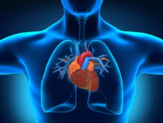 The human heart, shown in its place within the chest.