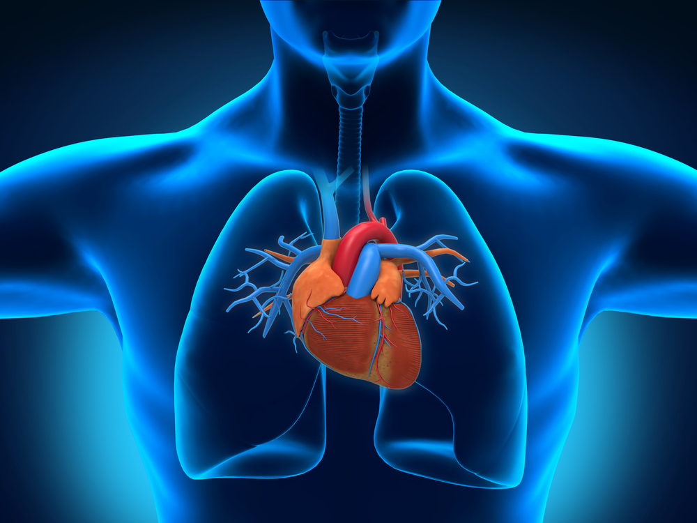 The human heart, shown in its place within the chest.