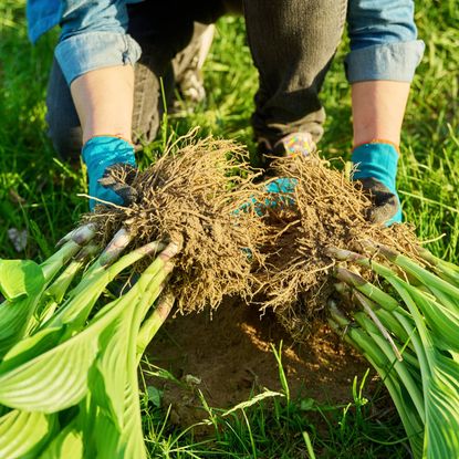 Hands dividing a hosta plant
