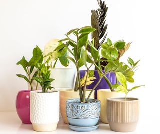 chameleon zz plant and other zz plants in pots