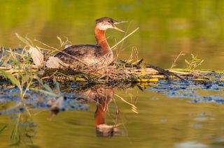 A red-necked grebe calls to its mate as it sits on its nest in Lake Ontario.
