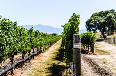 Volgelzang Vineyard - Happy Canyon