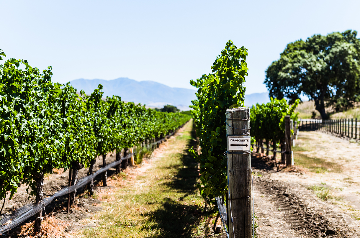 Volgelzang Vineyard - Happy Canyon
