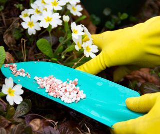 Handling fertilizer with rubber gardening gloves